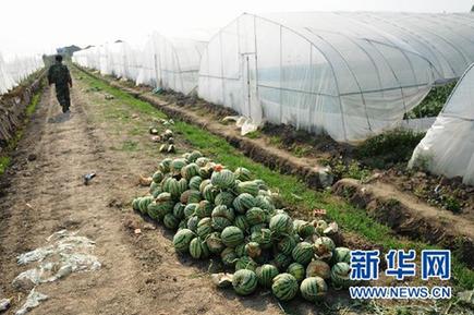 未熟西瓜離奇“爆炸” 瓜農(nóng)損失慘重