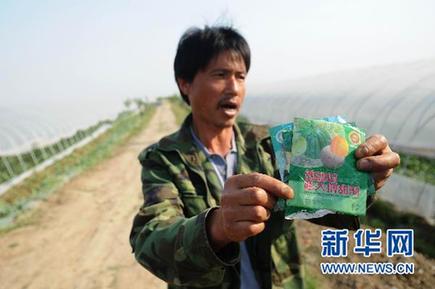 未熟西瓜離奇“爆炸” 瓜農(nóng)損失慘重