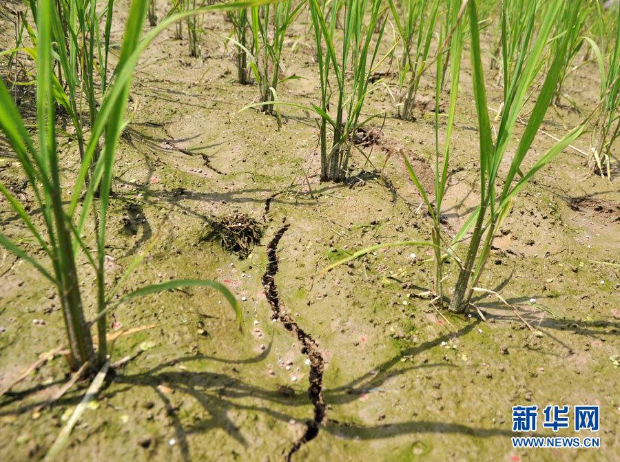 長(zhǎng)江中游遭罕見(jiàn)旱情