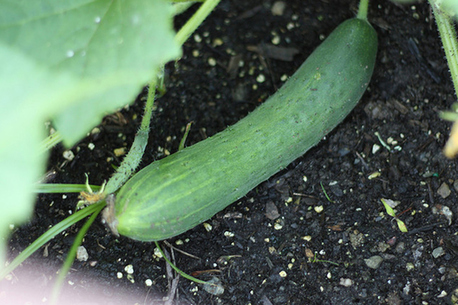 吃黃瓜有哪些禁忌？