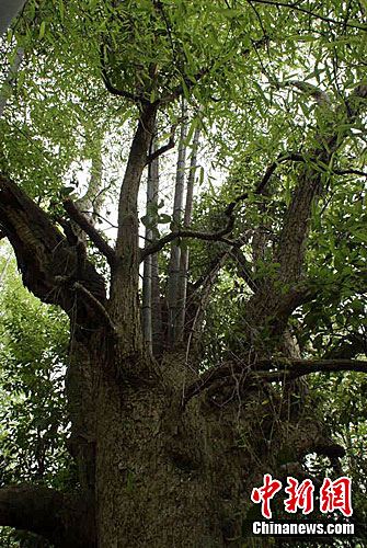江西都昌一百年古樹現(xiàn)“胸有成竹”奇觀（圖）