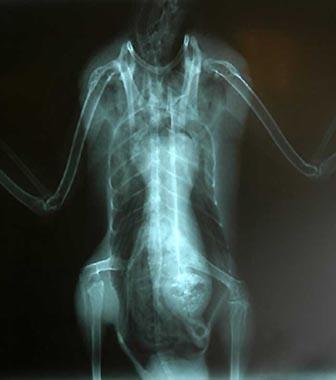 盤點(diǎn)那些真真假假的“外星人”事件(組圖)