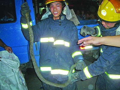 2米長蛇鉆進(jìn)車死盤發(fā)動機 拆掉座椅才拽出(圖)