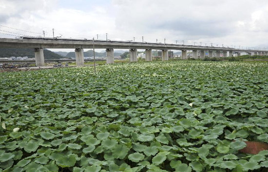 鐵道部:我國將全面下調高鐵運行時速