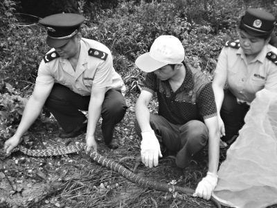 被救小蛇三年后每天送農夫回家 遭贊知恩圖報(圖)