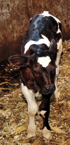 我國成功培育出世界首例賴氨酸轉基因克隆奶牛