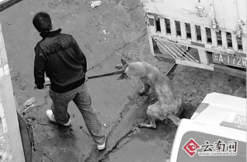 記者暗訪殺狗黑作坊：滿處血污恍如地獄(組圖)