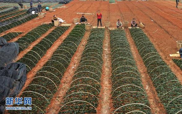 本網記者走基層 見證甕安二十四小時