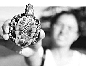 我外來入侵物種400多種 年經濟損失1200億