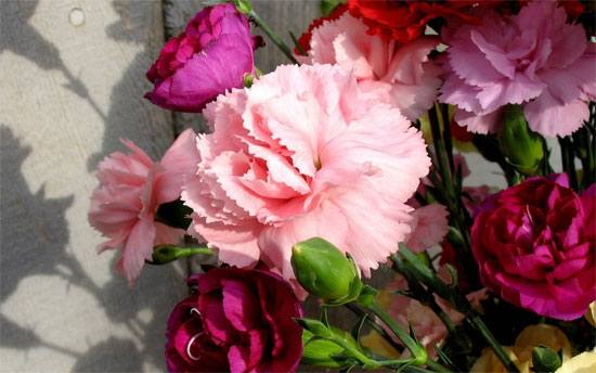 回家過(guò)年最適合送父母的禮物