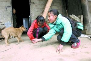 7歲女孩照料殘疾父母承擔家中大部分家務(組圖)