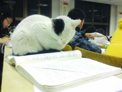 蘇大學術貓“喵喵軍團”躥紅網絡