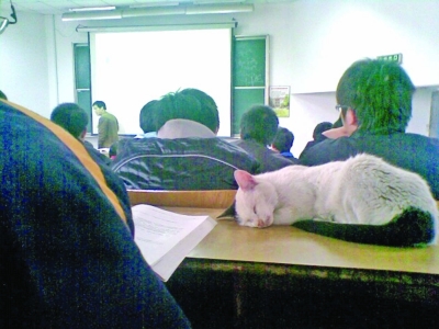 蘇大學術貓“喵喵軍團”躥紅網絡