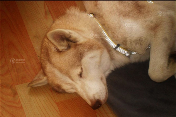 棗莊抓獲白色母狼續：網友稱是自家哈士奇