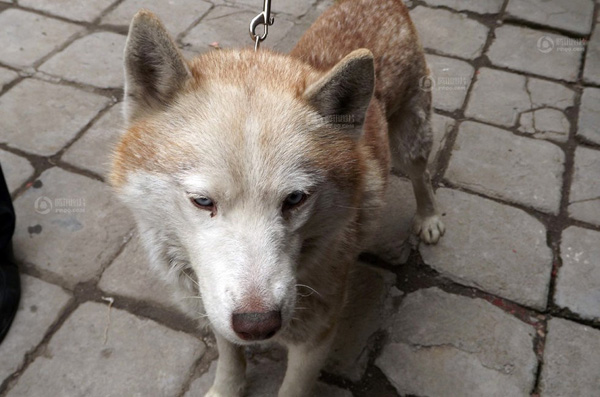 棗莊抓獲白色母狼續：網友稱是自家哈士奇