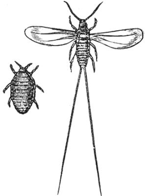 星巴克兩甜點用蟲子當(dāng)著色劑遭抗議 進(jìn)口價昂貴(圖)