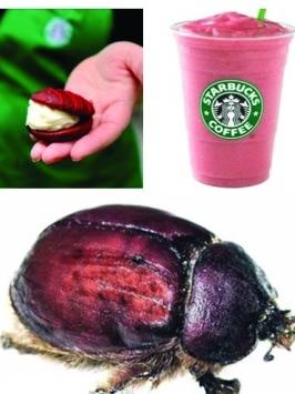 星巴克兩甜點用蟲子當(dāng)著色劑遭抗議 進(jìn)口價昂貴(圖)