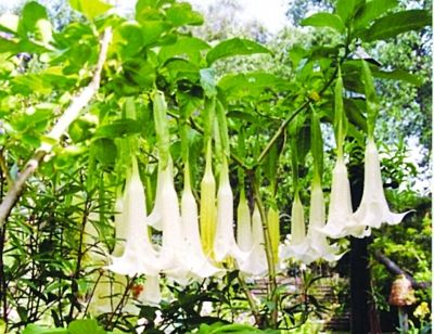 “最危險(xiǎn)迷藥”其實(shí)就是暈車藥(組圖)