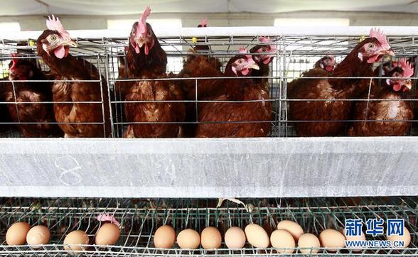 多地雞蛋價格飛漲 網友戲稱“火箭蛋”