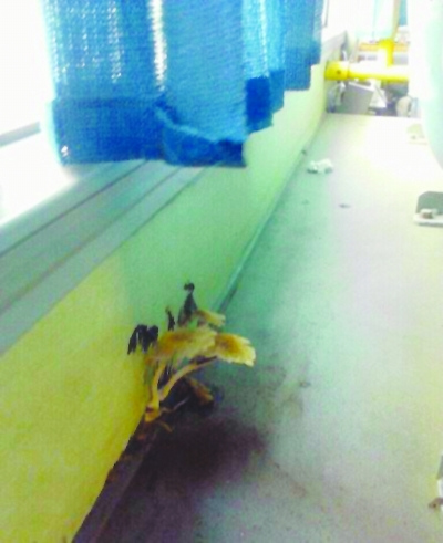 南京一公交車車廂里長出蘑菇 網友稱好可愛(圖)