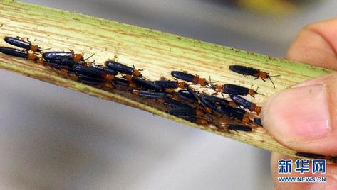 高清大圖：不只是食人魚 警惕“外來物種入侵”