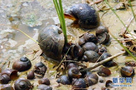 高清大圖：不只是食人魚 警惕“外來物種入侵”