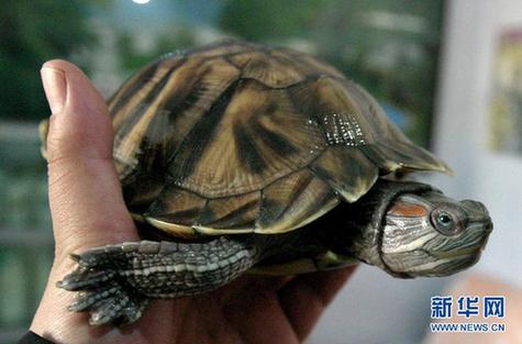 高清大圖：不只是食人魚 警惕“外來物種入侵”