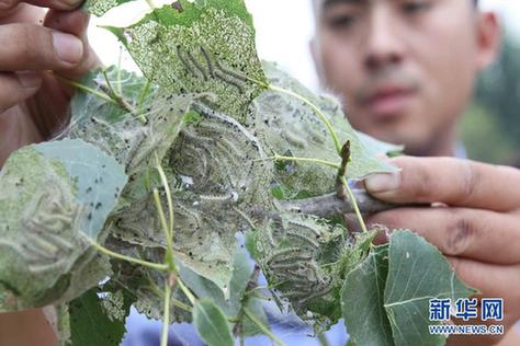 高清大圖:不只是食人魚 警惕“外來物種入侵”