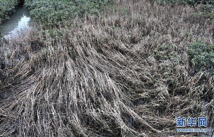 高清大圖:不只是食人魚 警惕“外來物種入侵”