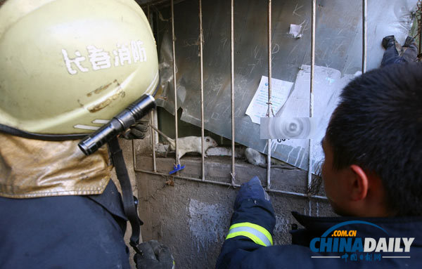 長春一居民家現18只老鼠 消防員徒手捕鼠1小時