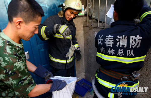 長春一居民家現18只老鼠 消防員徒手捕鼠1小時