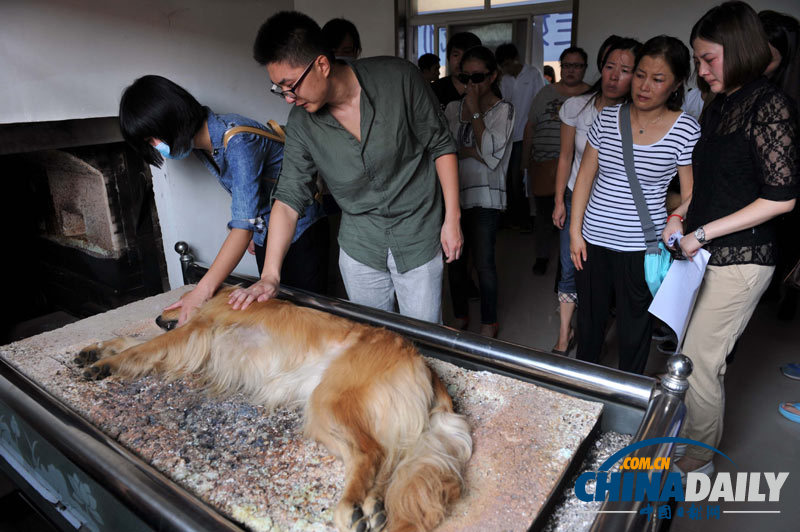 高清：寵物狗航空托運死亡 數(shù)十愛心人士送別