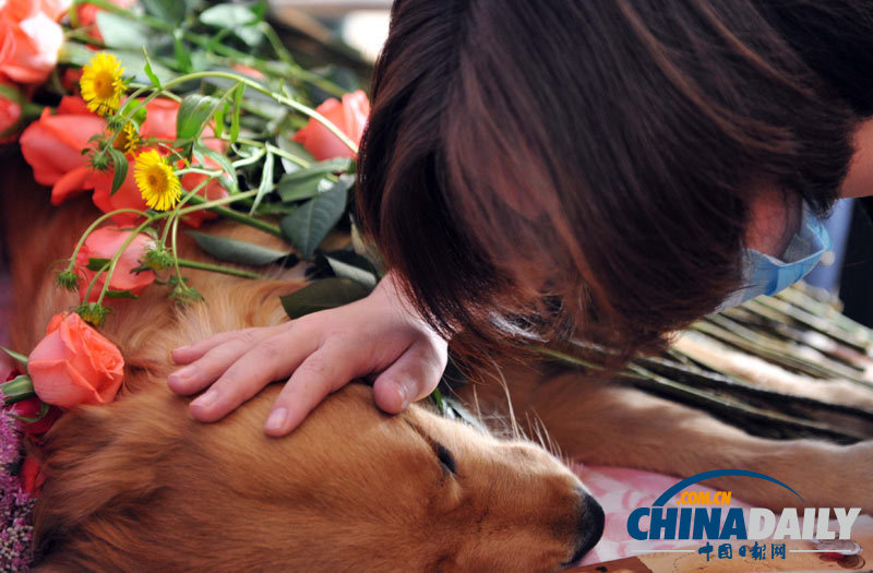 高清：寵物狗航空托運死亡 數(shù)十愛心人士送別