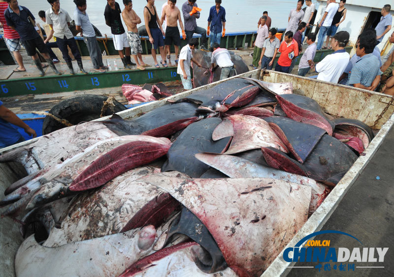 浙江漁民捕獲2000斤巨型“魔鬼魚”切割出售