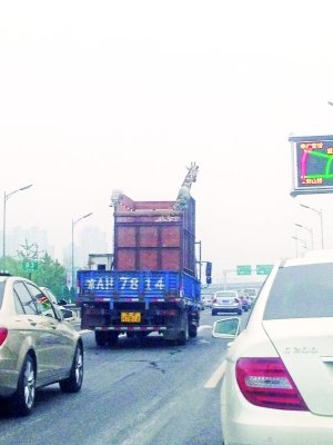 北京一長(zhǎng)頸鹿乘車出行 動(dòng)物園稱遇限高可臥倒