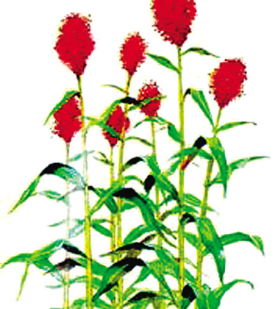 莫言:不倦的探索者