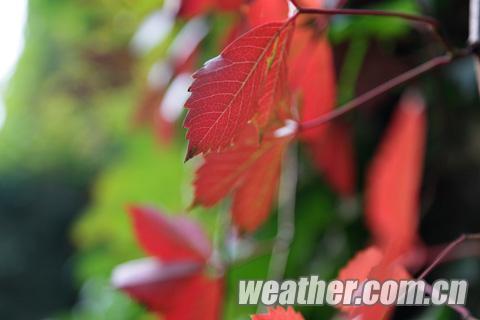 第24屆香山紅葉文化節開幕 氣溫導致紅葉變色推遲(圖)