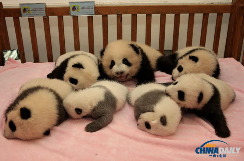 2012年成都新生熊貓寶寶集體亮相賣萌