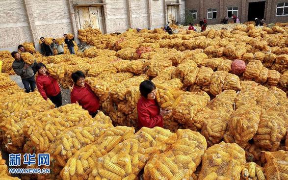 玉米成為我國第一大糧食作物品種