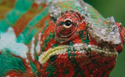 《生命的力量》：進化，地球的生命力量