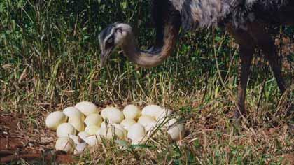 《生命的力量》：進化，地球的生命力量