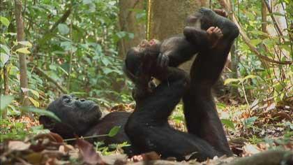 《生命的力量》：進化，地球的生命力量