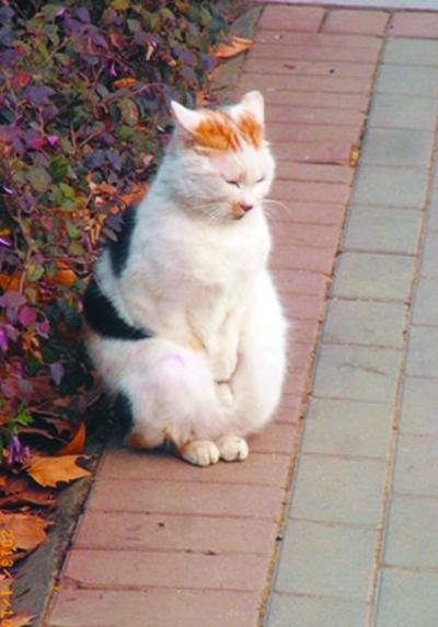 小貓路邊“搓手” 引來網上一片憐愛(圖)