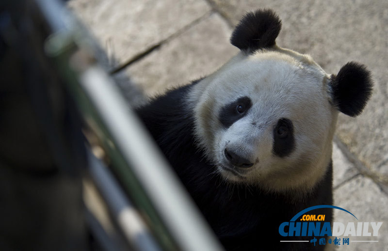 熊貓丫丫的“野外生存訓(xùn)練”