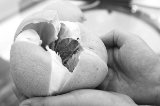 茶葉等5食品上了歐盟“黑名單” 柚子皮泡水不可取