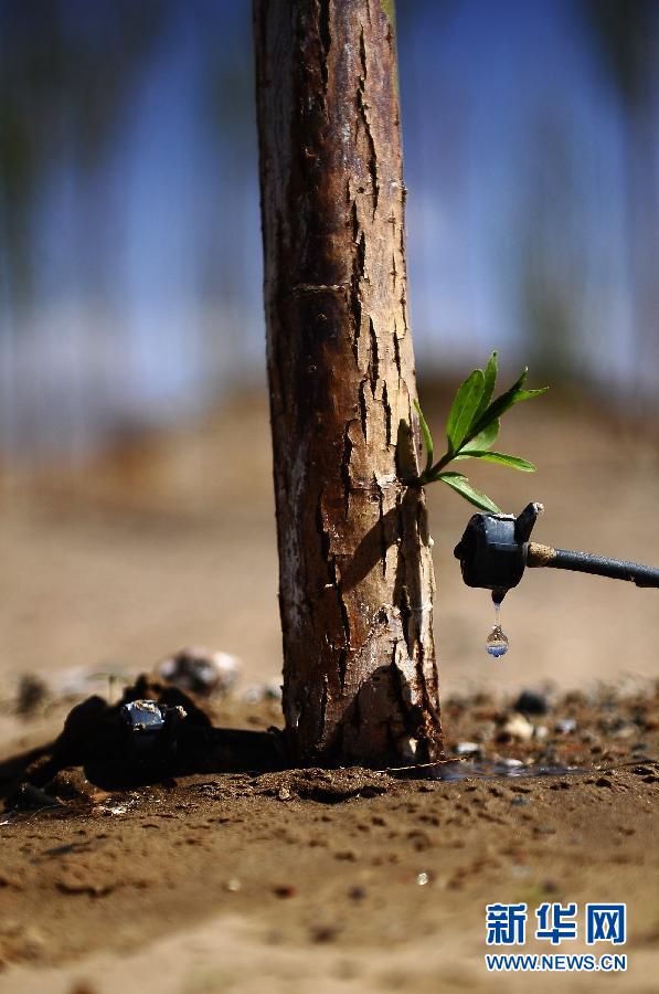 植樹造林，我們一直在行動(dòng)