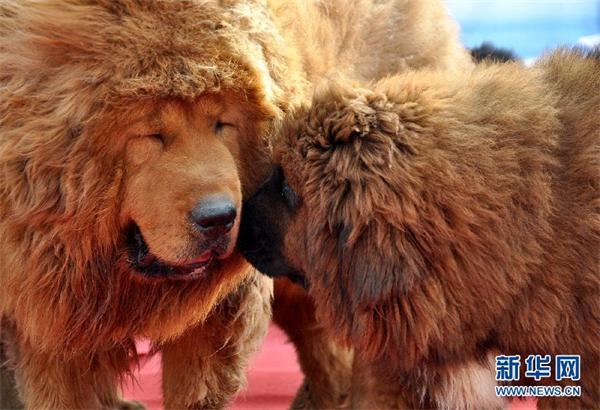 河北藏獒展上多只藏獒要價(jià)千萬引爭(zhēng)議 天價(jià)藏獒揭秘