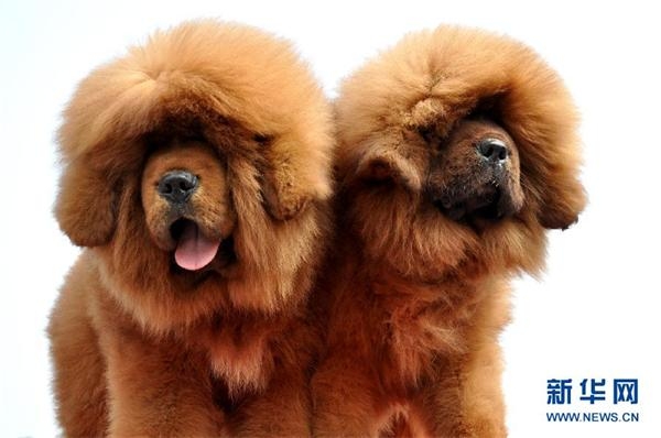 河北藏獒展上多只藏獒要價(jià)千萬引爭(zhēng)議 天價(jià)藏獒揭秘