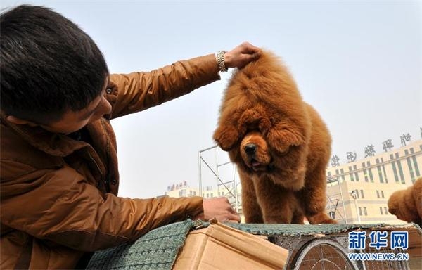 河北藏獒展上多只藏獒要價(jià)千萬引爭(zhēng)議 天價(jià)藏獒揭秘