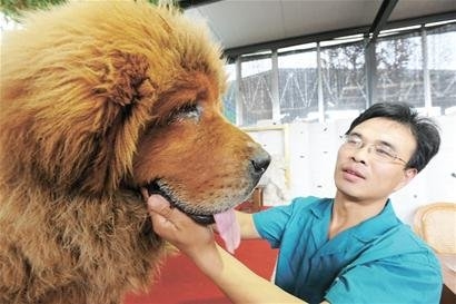 河北藏獒展上多只藏獒要價千萬引爭議 天價藏獒揭秘